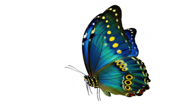 Butterfly isolated on transparent background
