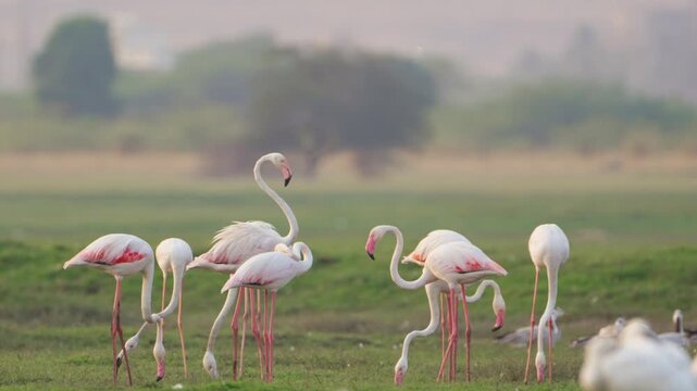 Flamingos Near Waterbody in 4K | Relaxing Nature Sounds & Beautiful Wildlife