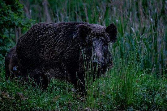 Wild Boar Feeding at Night | Dzik żerujący w nocy