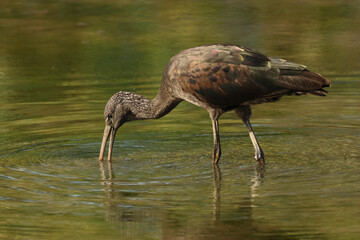 A Glossy Ibis, Plegadis falcinellus, feeding in the mud at the edge of a lake.