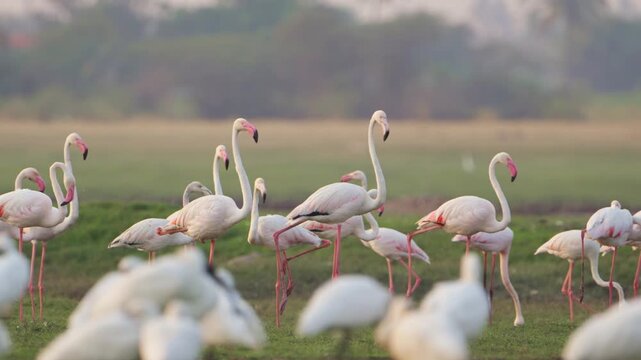 Nature's Art: Flamingos & Reflections | Cinematic Relaxing Video (4K)