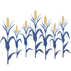 Transparent corn plant illustration background shows golden ear, blue leaf, farm crop pattern, clean outline, minimal style, calm mood