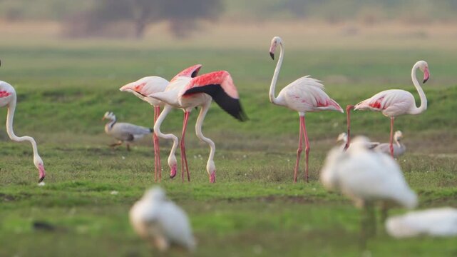 Nature's Beauty: Flamingos and Water Reflections | Wildlife in 4K HDR