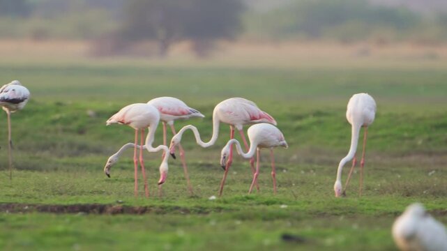Peaceful Pink Flamingos | Relaxing Wildlife Scene by the Lake (4K)