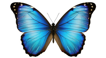 Obraz premium Butterfly isolated on transparent background