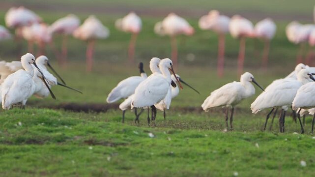 Reflections of Flamingos | Breathtaking Wildlife Cinematic Video
