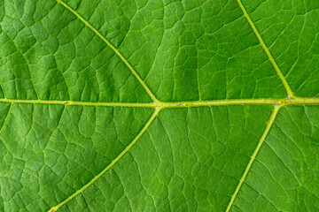 Green Eggplant Leaf Texture Background Macro