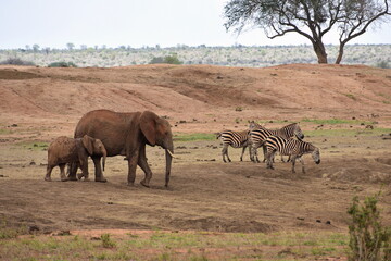 African wildlife scene: elephant family and zebras on savanna