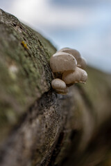 Schleimling an einem Baum