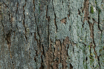 Fototapeta premium Natural Bark Tree Texture Background