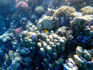 Wide shot of coral and reef inhabitants