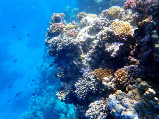 Wide shot of coral and reef inhabitants