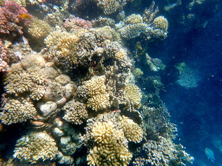 Wide shot of coral and reef inhabitants