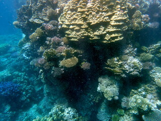 Wide shot of coral and reef inhabitants