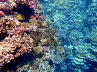 Wide shot of coral and reef inhabitants
