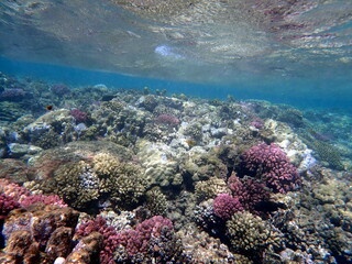 Wide shot of coral and reef inhabitants