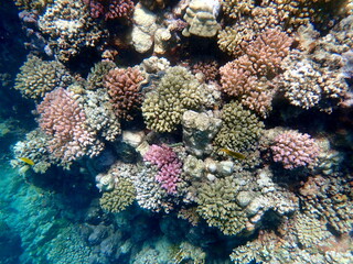 Wide shot of coral and reef inhabitants