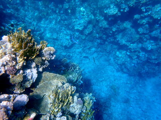 Wide shot of coral and reef inhabitants