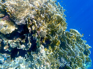 Wide shot of coral and reef inhabitants