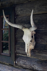 Bull skull on rustic log cabin wall by window