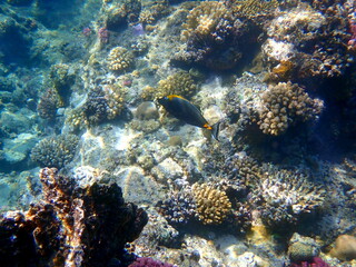 Wide shot of coral and reef inhabitants