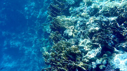 Wide shot of coral and reef inhabitants
