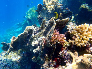 Wide shot of coral and reef inhabitants