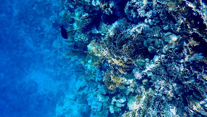 Wide shot of coral and reef inhabitants