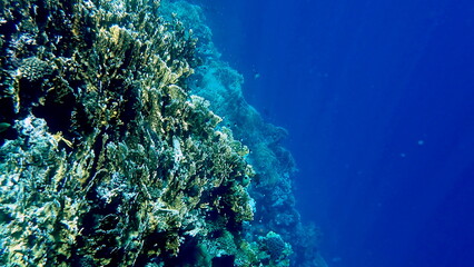 Wide shot of coral and reef inhabitants