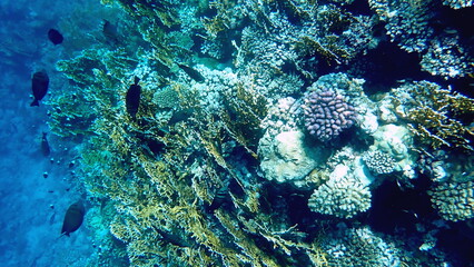 Wide shot of coral and reef inhabitants