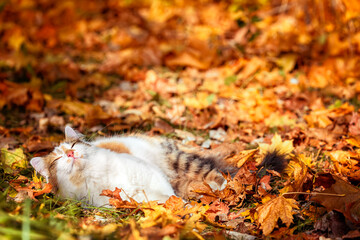 A cute fluffy california cat lies in an autumn park among fallen maple leaves on a sunny afternoon...