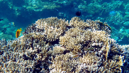 Wide shot of coral and reef inhabitants