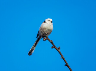 A white long-tailed tit sits on a branch in a park against a blue sky and sings