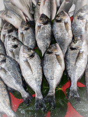 Fresh gilthead seabream displayed on ice at seafood market.