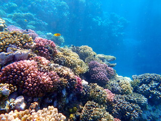 Wide shot of coral and reef inhabitants