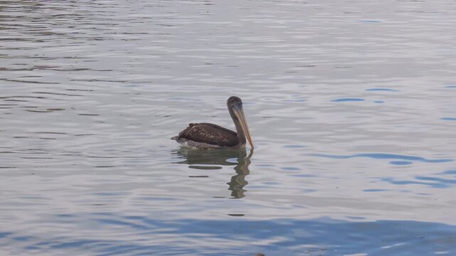A beautiful lone pelican swims in calm waters