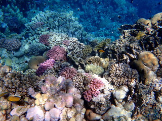 Wide shot of coral and reef inhabitants