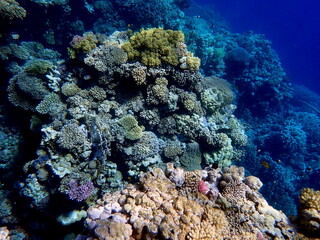 Wide shot of coral and reef inhabitants