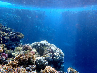 Wide shot of coral and reef inhabitants