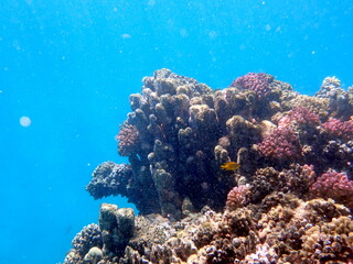 Wide shot of coral and reef inhabitants