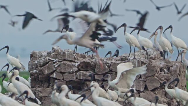Wild Openbill storks by the Lake | Stunning Bird Watching Video (4K UHD)