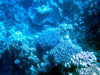 Wide shot of coral and reef inhabitants