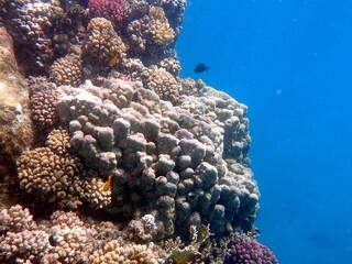 Wide shot of coral and reef inhabitants