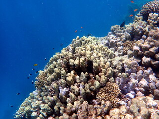 Wide shot of coral and reef inhabitants