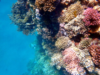 Wide shot of coral and reef inhabitants
