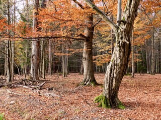 autumn nature in the european forest