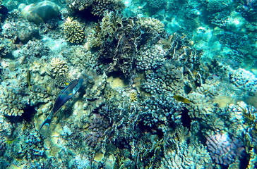 Wide shot of coral and reef inhabitants