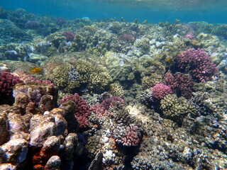 Wide shot of coral and reef inhabitants