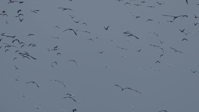 Beautiful Flamingos by the Lake | Calm Wildlife #Shorts