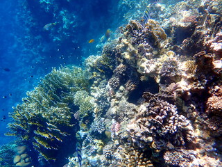 Wide shot of coral and reef inhabitants